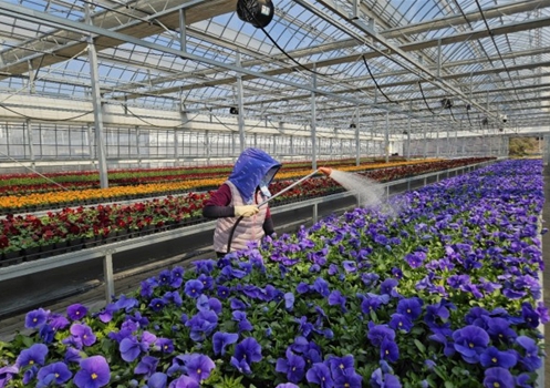 인천시 계양공원사업소, 직접 키운 봄꽃 35만 8천 본 공급