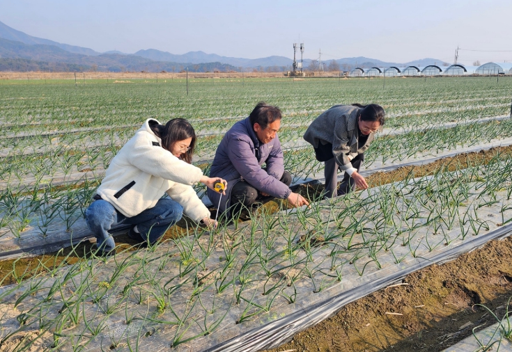 구미 '양파 기계정식' 효과 확인…노동시간·비용 줄이고 생육은 더 좋아