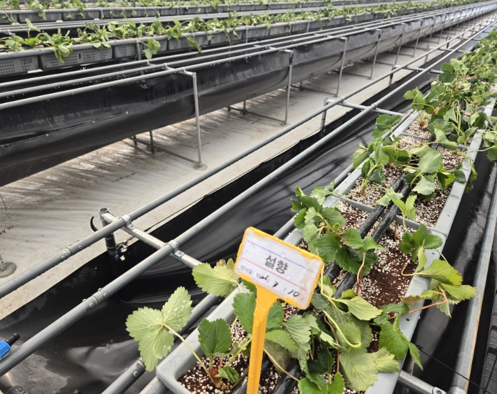 논산시농업기술센터, 고품질 딸기 생산을 위한 우량묘 정식완료