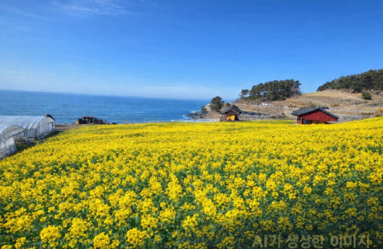 영광군 백수해안도로, 유채꽃과 바다와 노을이 어우러진 환상 조화