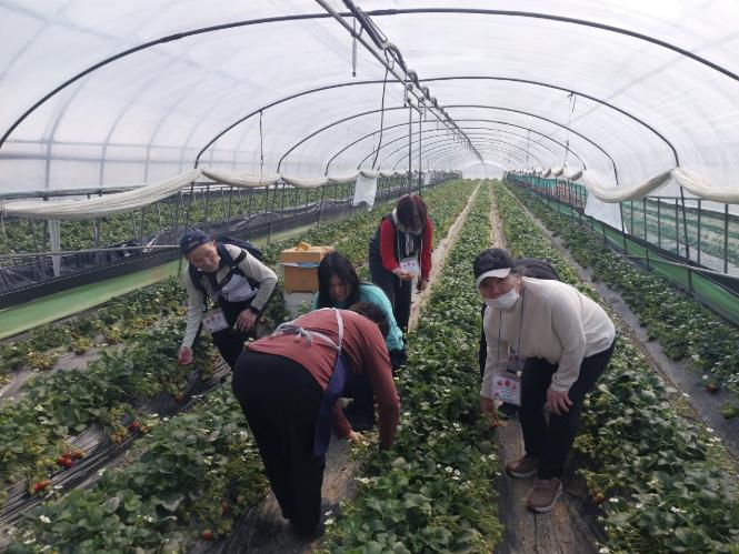 진천군 정신건강복지센터, 봄맞이 딸기농장 체험 진행