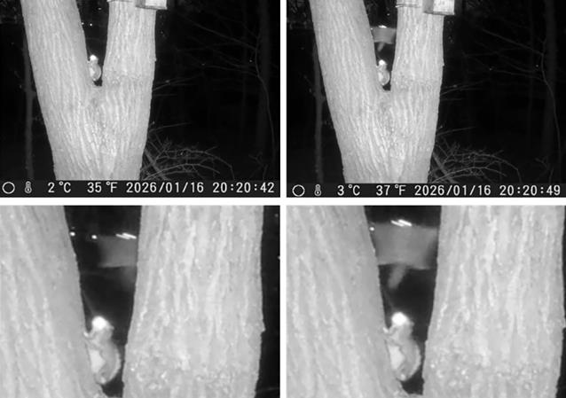 성남시, 영장산서 멸종위기종 '하늘다람쥐' 서식 확인