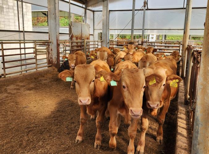 경기도, 한우 산업 위기 정면 돌파… '2026 경기 한우 명품화'에 46억 투입