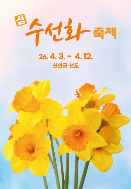 신안군 선도, 섬 전체를 황금빛으로 물들인 '2026 섬 수선화 축제' 개막