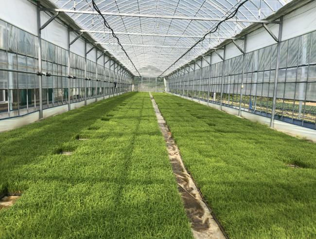 단양군, 벼 파종 전 발아시험·종자소독 철저 당부