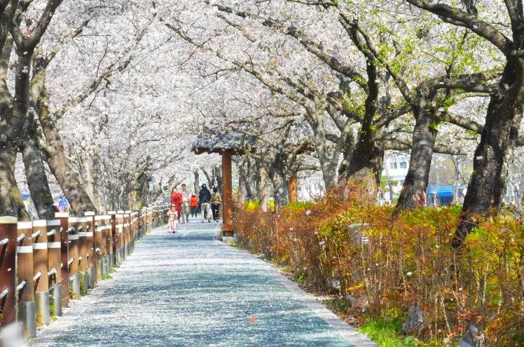 순창 ‘옥천골 벚꽃축제’ 4월 2일 개막
