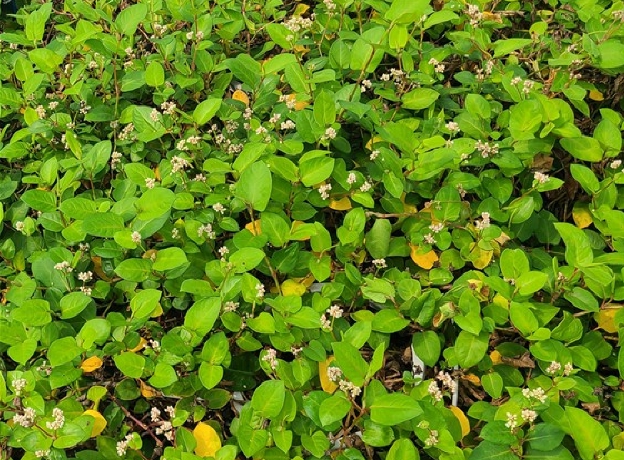 충북산림바이오센터, 2026년 산림청 신규 R&D 과제 선정