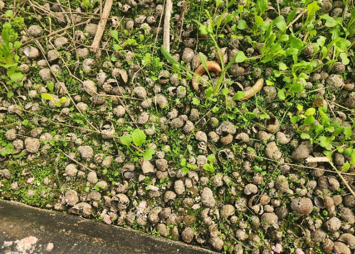 무주군, 친환경 벼농사 지원 강화 1㏊당 55㎏ 상당의 ‘왕우렁이 종패’ 지원