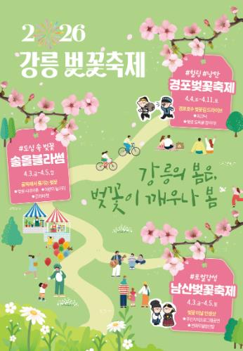 4월, 강릉의 봄은 벚꽃으로 이어진다
