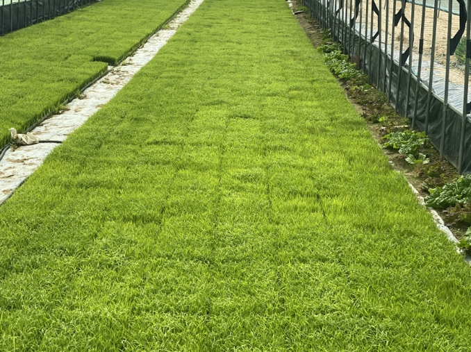 음성군, 벼 파종 전 종자 관리 꼼꼼히 챙기세요