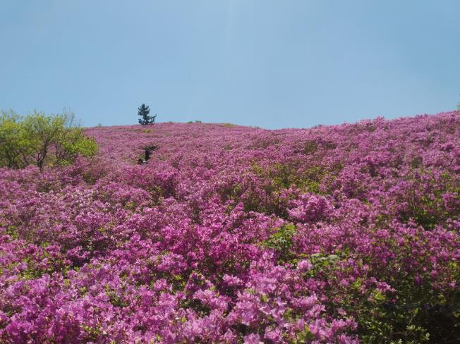 보성군, 전국 최대 철쭉군락지 일림산 탐방 환경 개선
