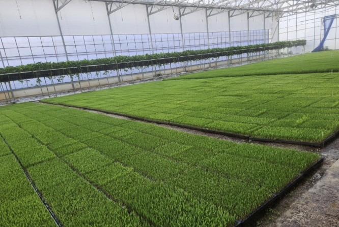 충주시, 벼 파종 앞두고 종자 관리·병해 예방 당부