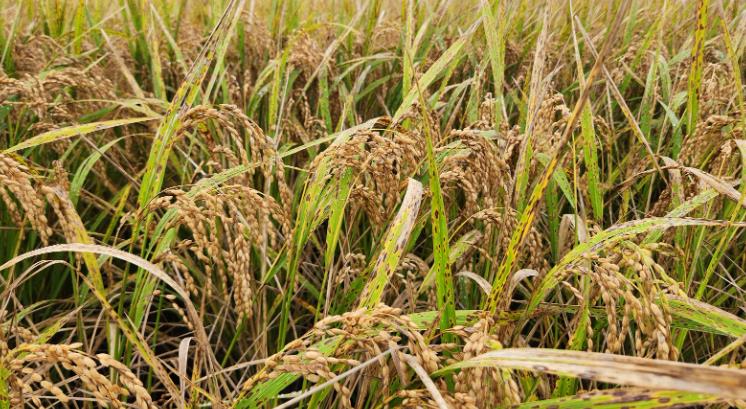 익산시 "규산질 비료로 벼 깨씨무늬병 예방해요"