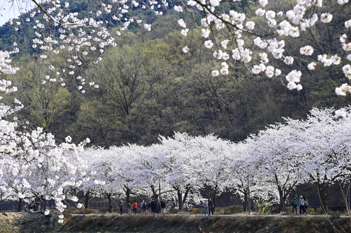 봄빛 가득한 3월의 절정, ‘제12회 옥포 벚꽃축제’ 개최
