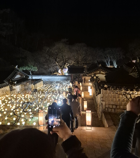 안동시, 도산서원 야간개장 '매화춘야(梅花春夜)' 이번 주말 '절정'