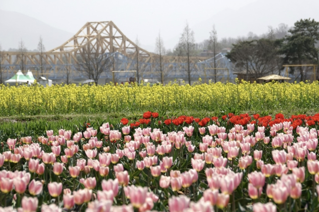 창녕군, 제21회 창녕낙동강유채축제 개최
