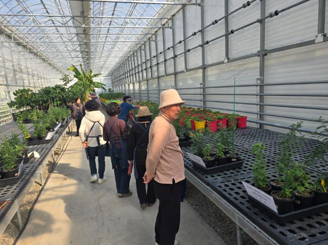 인제군 국화분재연구회, 품종별 연구·교류로 전문성 다진다 