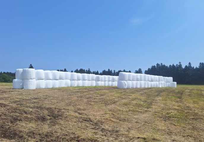 서귀포시, 중동분쟁 여파 국제 곡물가 상승 … 선제적 축산농가 사료비 절감사업 추진