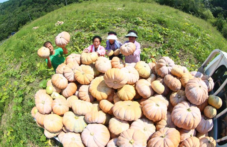 함양군, 2026년산 늙은호박 수매 추진, 농가 효자 노릇 ‘톡톡’
