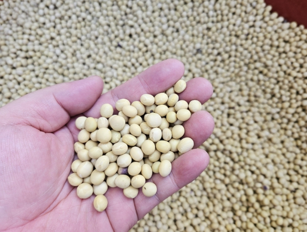 석회암 토양이 키운 프리미엄 '단양콩'… 전국 최고 수준 품질 입증