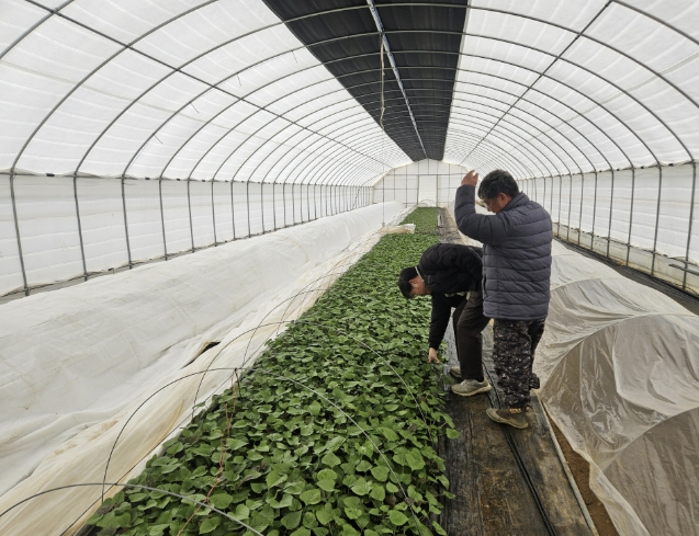당진시, 명품 호풍미 생산을 위한 육묘기술 보급