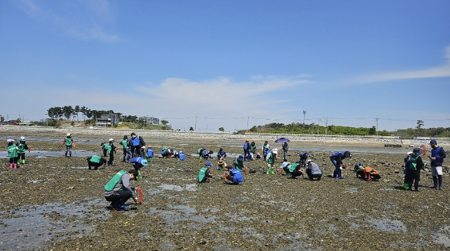 서산시, 천수만 갯벌 체험 '바지락 캐기' 운영