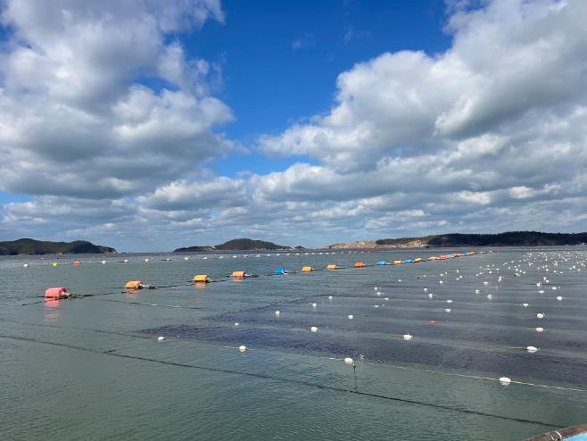 군산시, 물김 위판금액 603억 원… 역대 최대 달성
