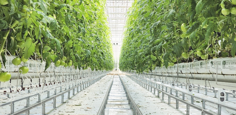 홍천군, 임대형 스마트팜 악조건 속 토마토 첫 출하 청년 농업인 성과 결실