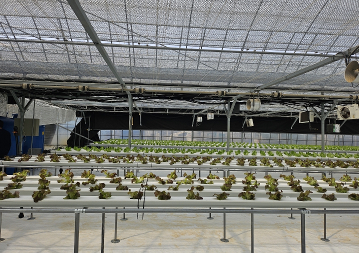 군위군, 기존하우스 활용한 엽채류 재배시험 본격추진