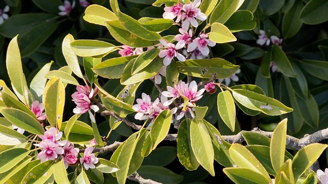 국립산림과학원, 제주 희귀식물 ‘초령목’ 개화… 멸종위기종 보존 필요성 주목
