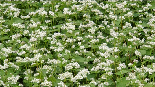 전국 메밀 85% 나는 제주, 국산 메밀 알릴 체험 프로그램 개발 나선다