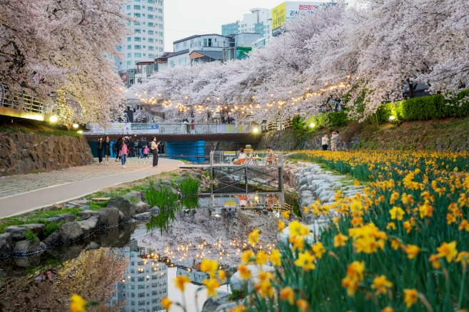 남구, ‘궁거랑, 봄을 걷다’ 제15회 궁거랑 벚꽃 한마당 개최