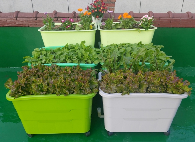 구로구, 2026년 '상자텃밭' 분양 접수