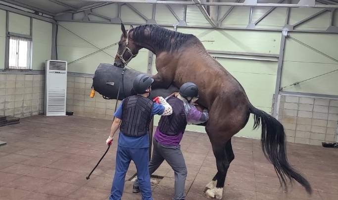 경기도, 수백만 원대 승용마 교배·번식 '전액 무료' 지원