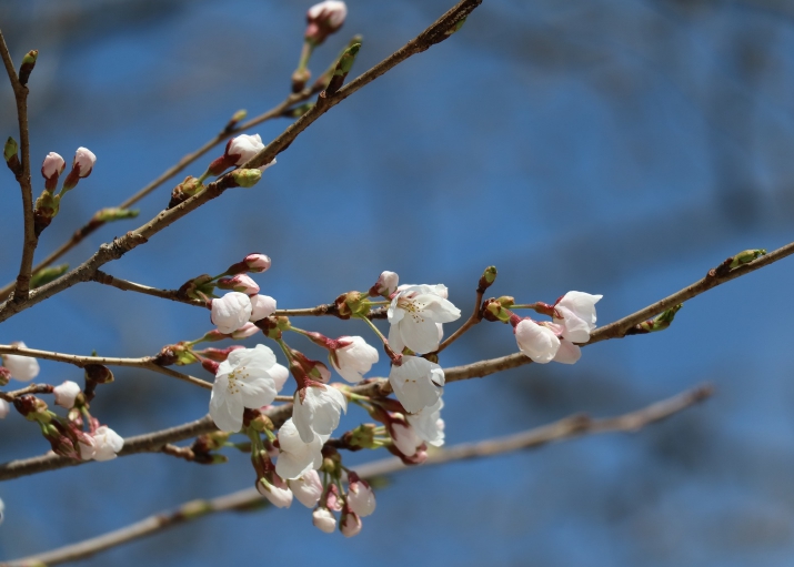 경기도, 올해 벚꽃 부천 원미산 등에서 31일부터 개화 예측. 일주일 후 만개