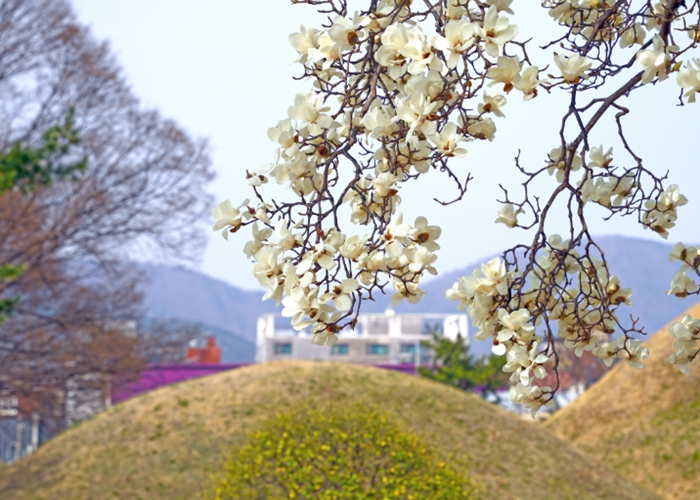 [특집]벚꽃보다 먼저 만나는 경주의 봄…목련 명소 따라 산책길