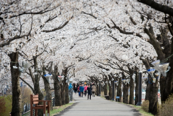 영주 벚꽃 명소 ‘서천 뚝방길·원당천·남원천변’ 주목