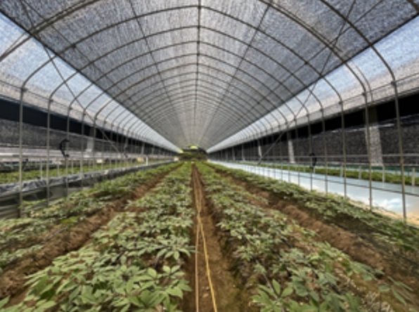 "인삼도 기후 대응 시대" 홍천군, 재배 혁신 시범 사업 추진