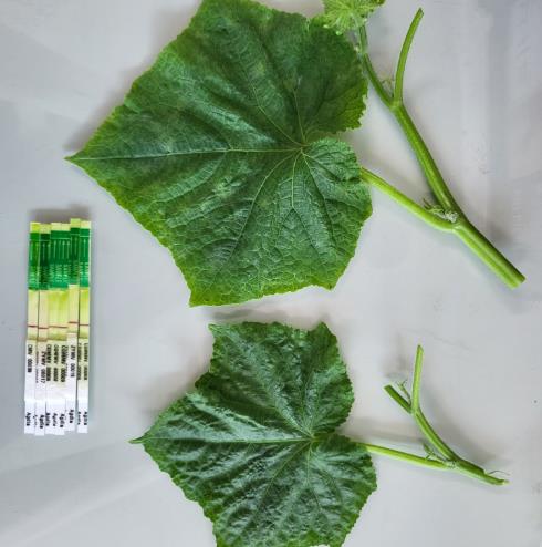 천안시, 원예작물 바이러스 진단키트 보급한다… 예방체계 구축