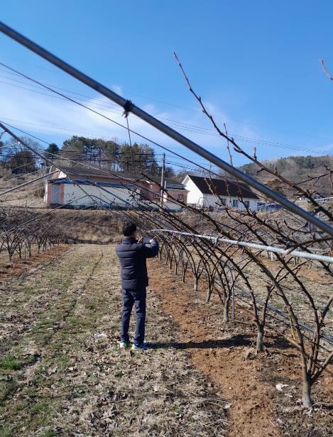 금산군농업기술센터, 돌발해충 월동난 예찰 조사

