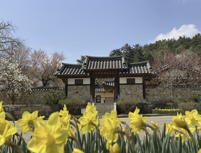 예산군 추사고택, 수선화 개화 시작… 추사가 사랑한 봄 풍경 절정 기대
