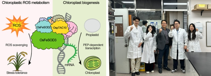 전남대 장규필 교수팀, 기후위기 작물 공식 깼다
