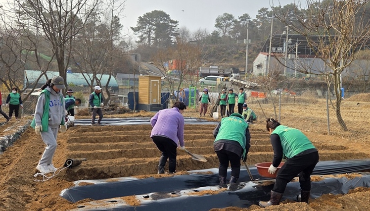 파주 새마을지도자 탄현면 부녀회, 사랑의 감자심기 행사 개최