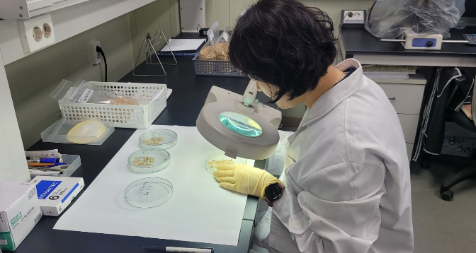 천안시 “볍씨 파종 전 자가채종 종자 발아율 확인하세요”