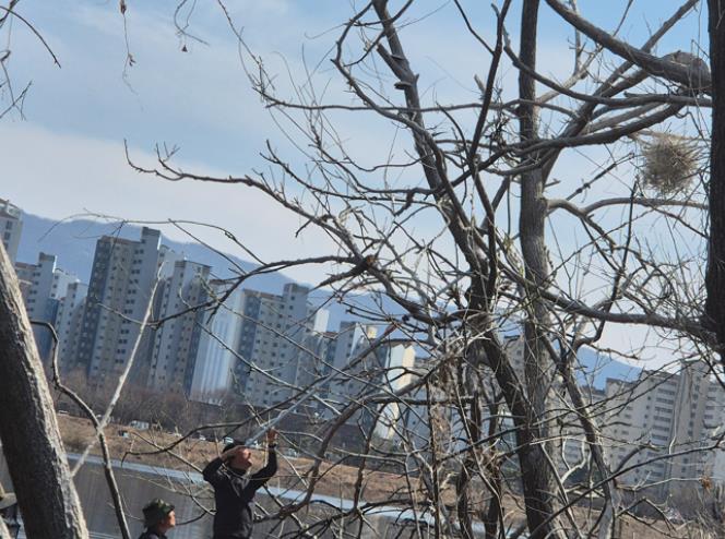 춘천시, 민물가마우지 둥지 제거…개체수 관리 나서
