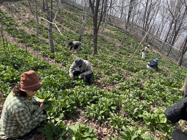 횡성군, KTX 연계 ‘노아의 숲 명이나물 힐링 여행’ 첫회차 성료