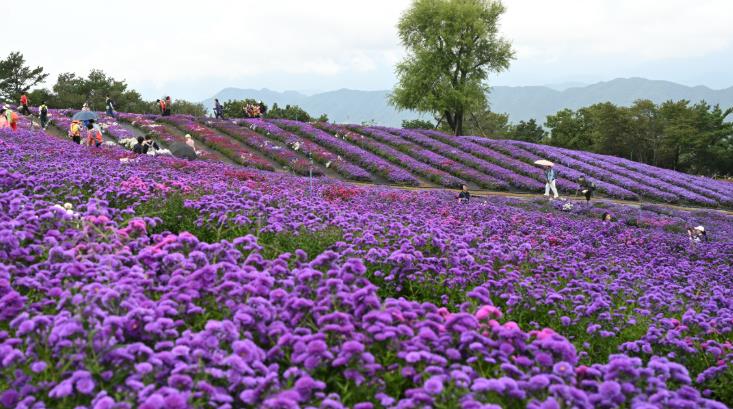 거창군 제6회 감악산 꽃별여행 교통대책 준비
