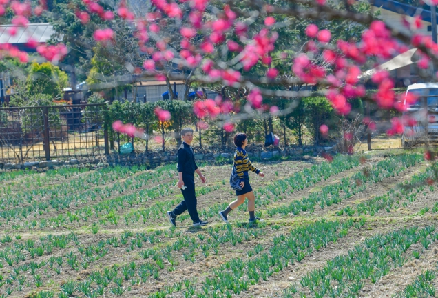 홍성군 구항 내현마을 수선화축제 성황리 개최