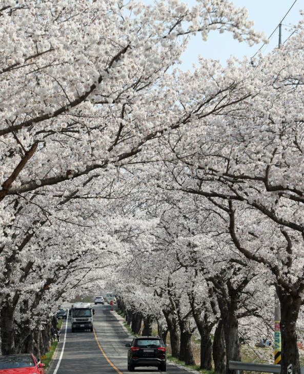 영암군, 벚꽃과 함께 달린다...전국 러너 맞이 벚꽃마라톤대회 개최