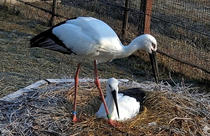 예산군, 천연기념물 황새 올해도 활발한 번식 확인